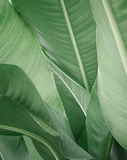 Lush Green Leaves