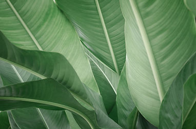 Banana Leaves jungle 