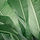 Banana Leaves