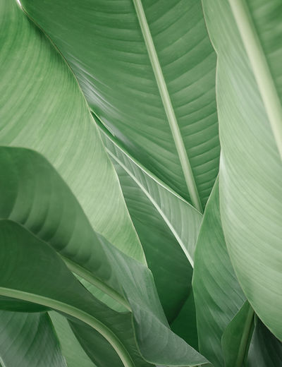 Lush Green Leaves