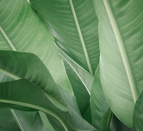Banana Leaves