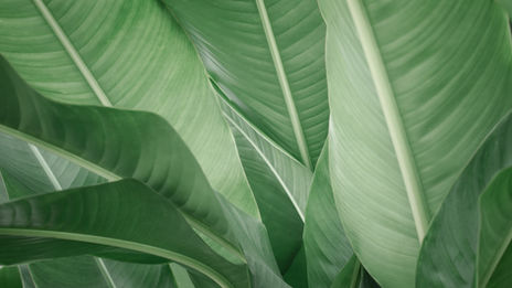 Ecovadis ou B Corp, que choisir ? 🌱