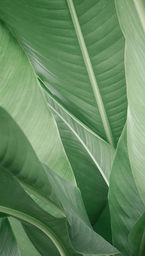 Banana Leaves