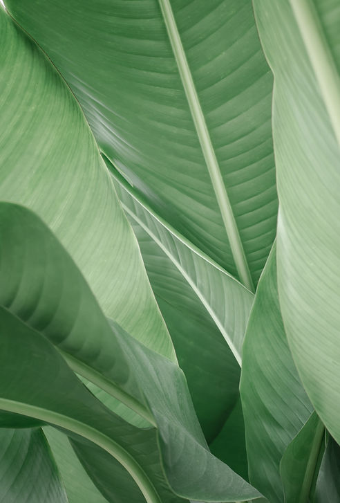Banana Leaves