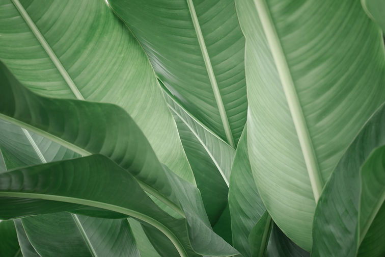 Jungle Krabi Thailand