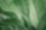 Banana Leaves