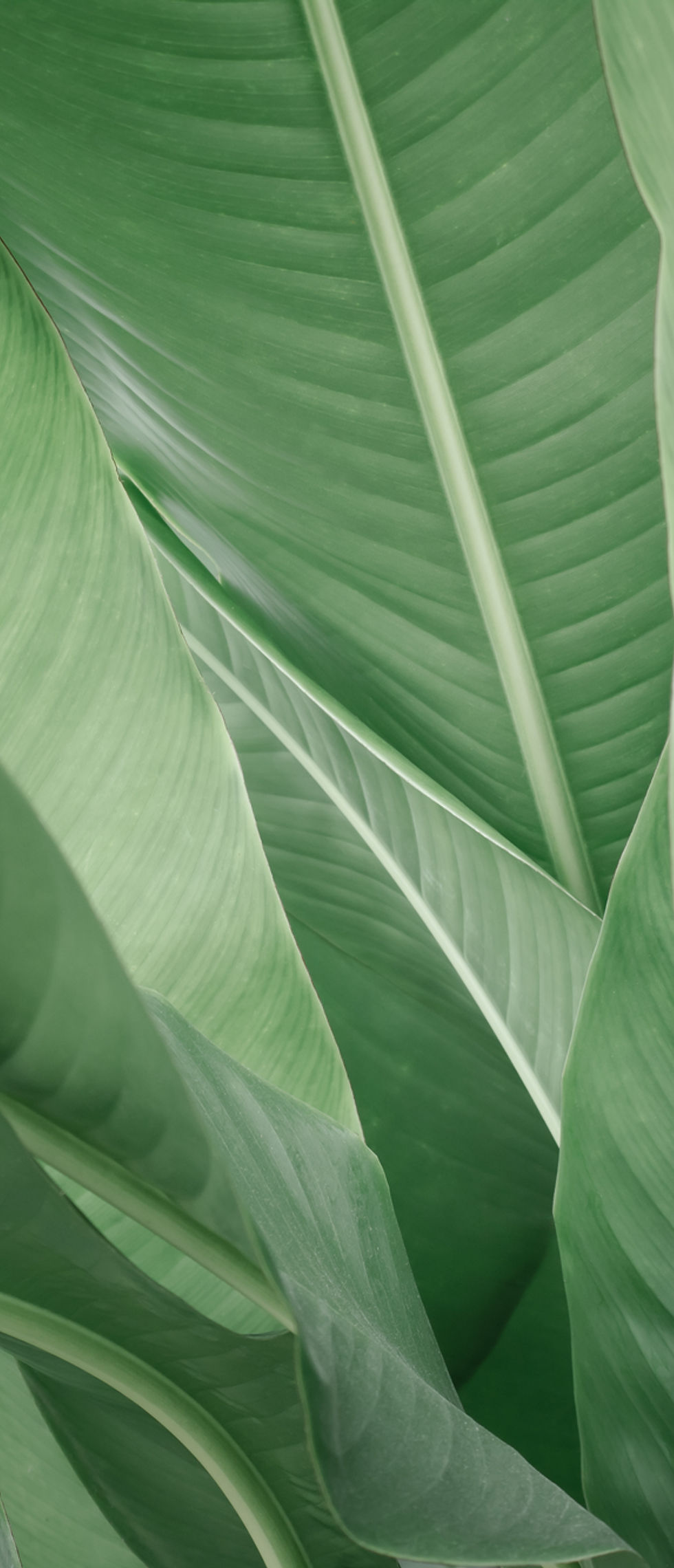 Banana Leaves