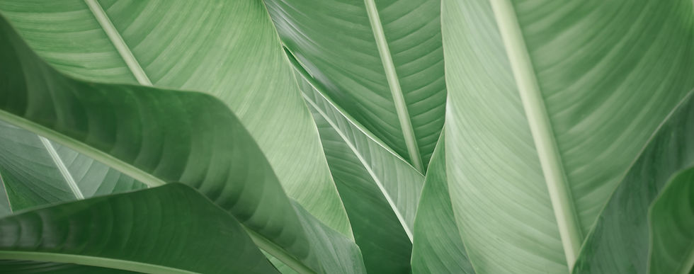 Banana Leaves