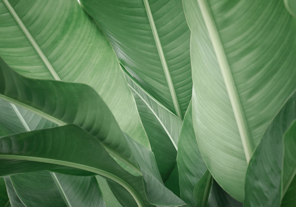 Banana Leaves