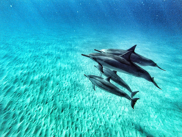 Nager avec les dauphins à Tamarin île Maurice