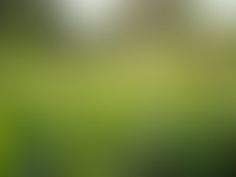 Eco-Friendly Pest Control Techniques: Safe and Effective Ways to Protect Your Home