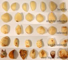 Fusarium Bulb Rot.jpg