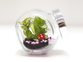 Terrarium Making