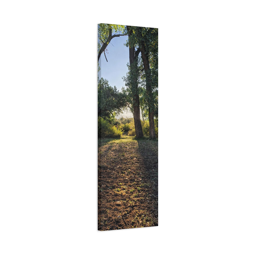 Thumbnail: Sunlit Forest Path Matte Canvas Print — Sweet River Stretched Wall Art Series 