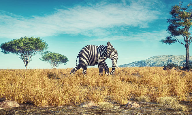 Zebra Elephant
