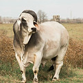 Brahman V8 Bull_.jpeg