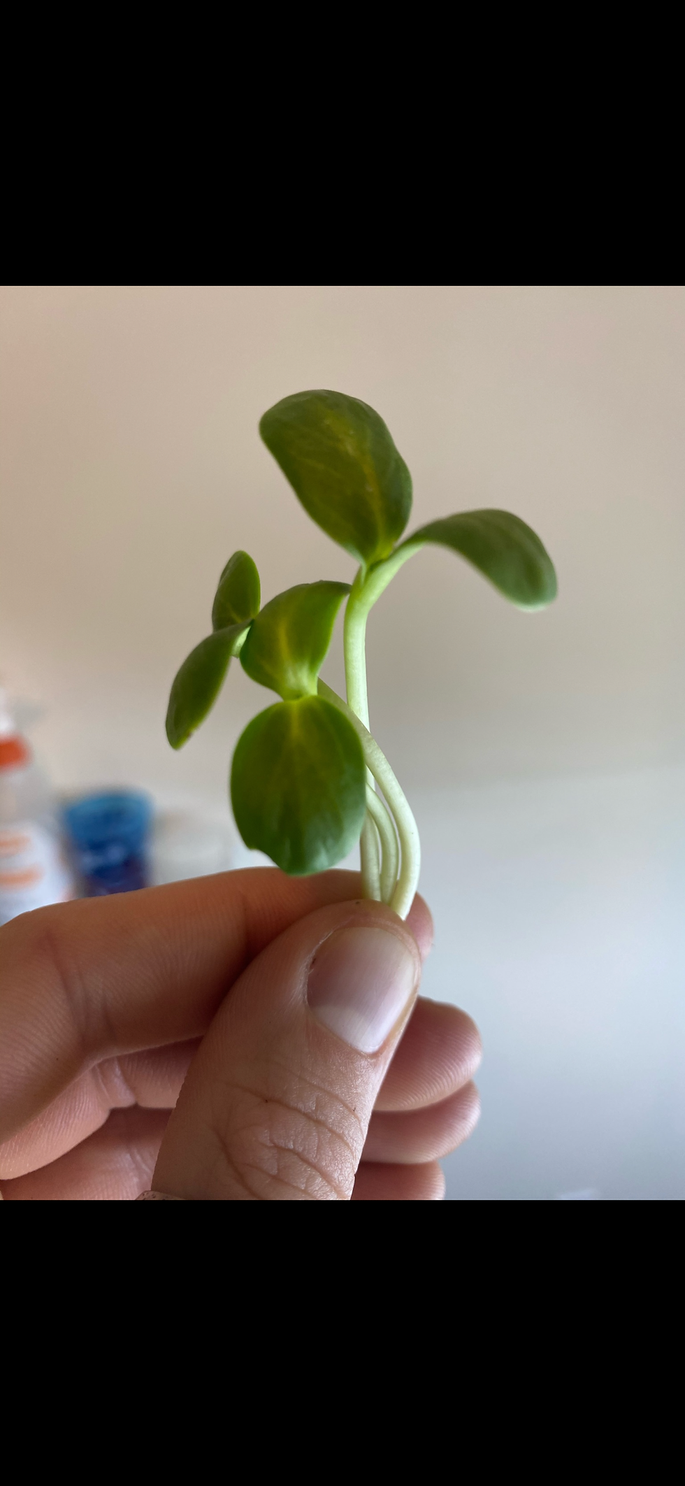 Thumbnail: Sunflower Microgreens: Nutty, Crunchy, and Nutrient-Rich