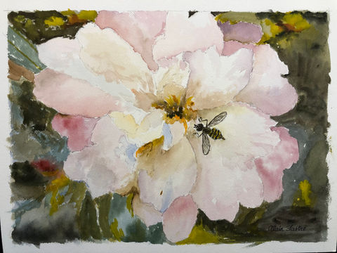The Camelia