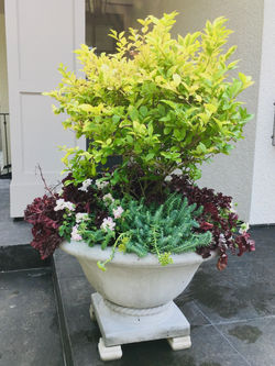 planter classic