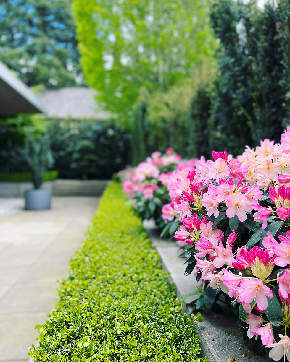 evergreen garden flowers spring