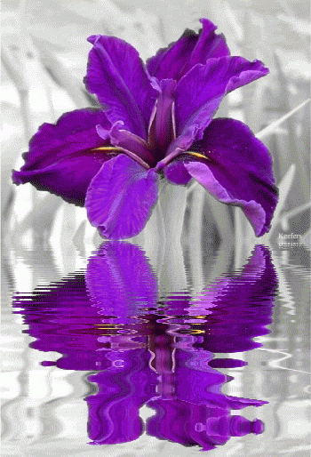 50e04c1fd01a3faaffbf371c45dcb8e6.gif