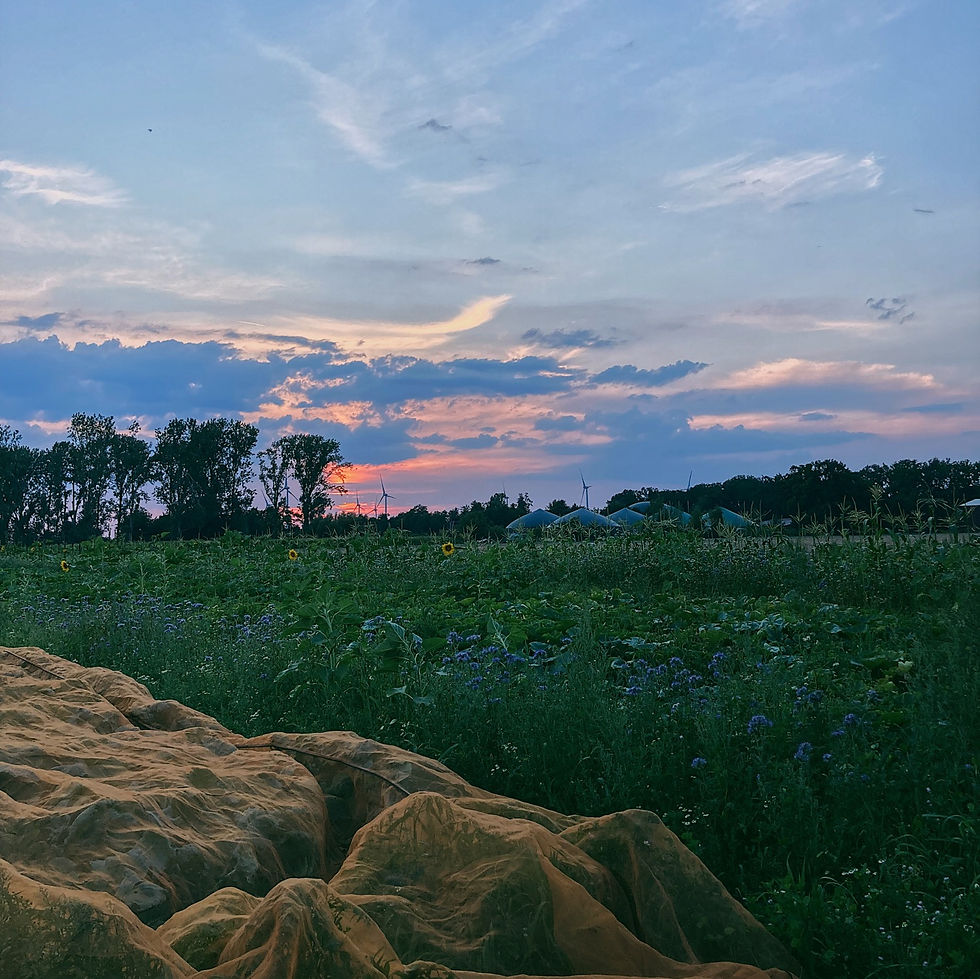 Organic produce fields