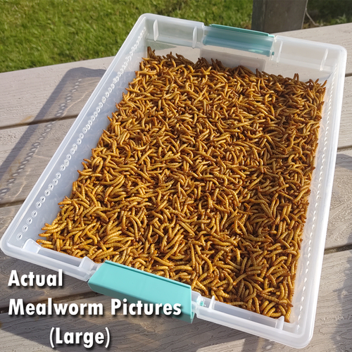 3000 Live Mealworms LARGE Grown Organic in Florida My Site 2