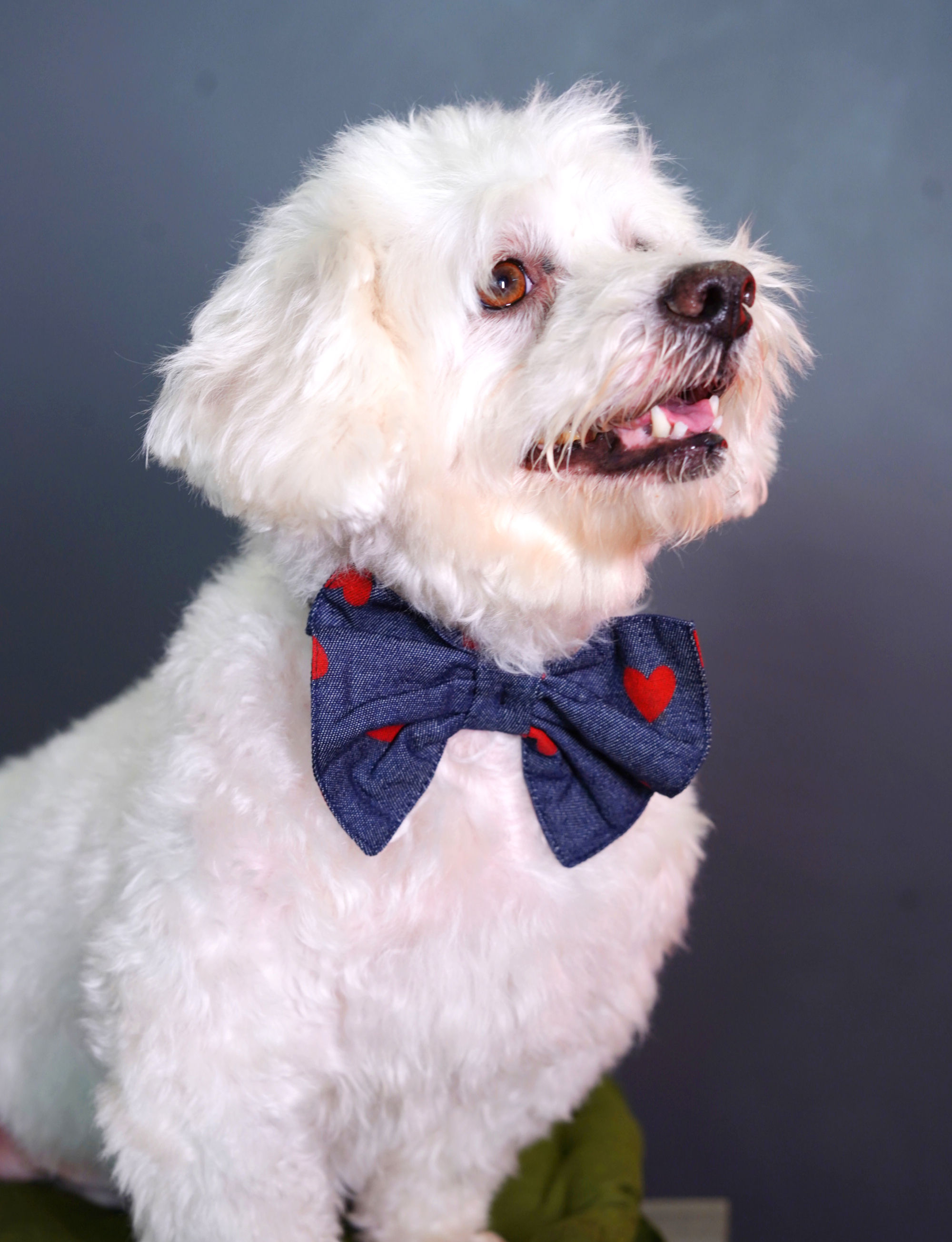 All Hearts Denim Bow