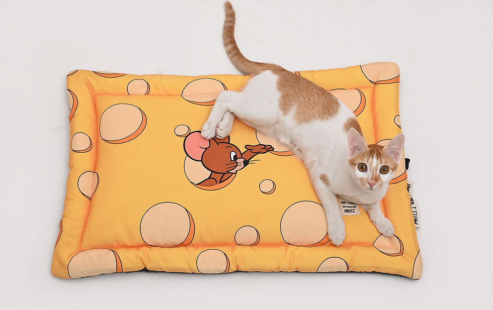 Thumbnail: Tom and Jerry 🦴 Mutt of Course – Cheese Mat