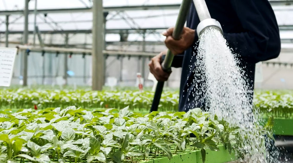 Lechuga hidropónica para restaurantes: ahorro de agua y aumento de ganancias