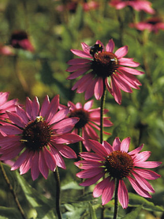 Röd solhatt, Echinacea purpurea 'Magnus' - 1998