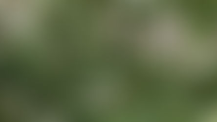 Gillenia trifoliata - 2020