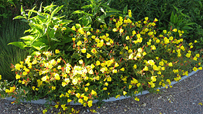 Oenothera ´Erica Robin´