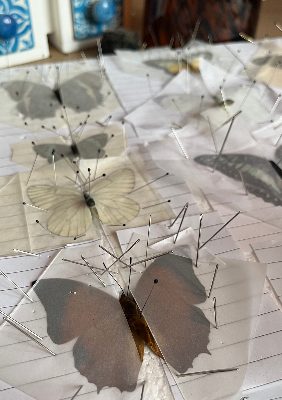 Thumbnail: I Hart Bugs: Butterfly Pinning Workshop Thursday 6th August