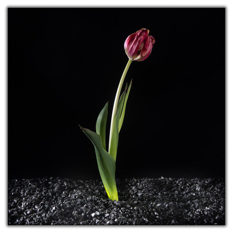 01-Bloet.jpg