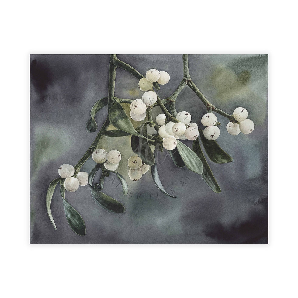 Mistletoe "Phoradendron" Original Watercolor