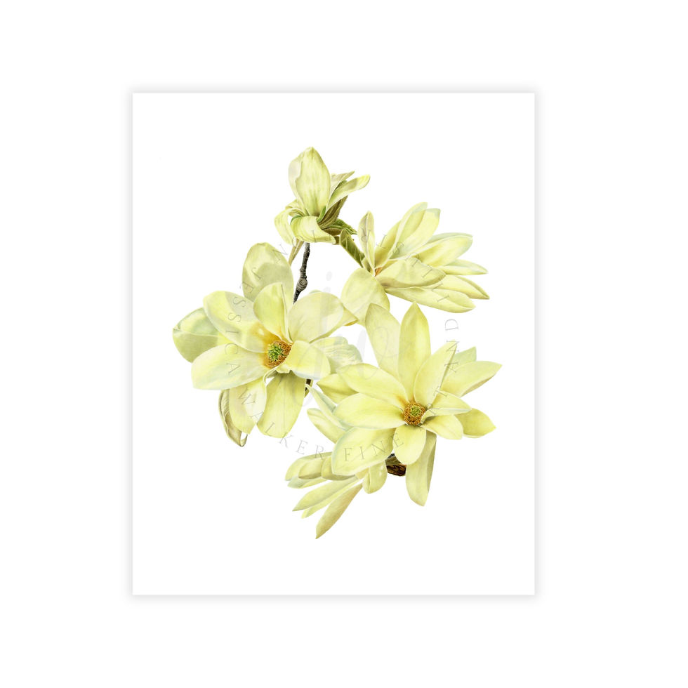 Gold Star magnolia colored pencil painting