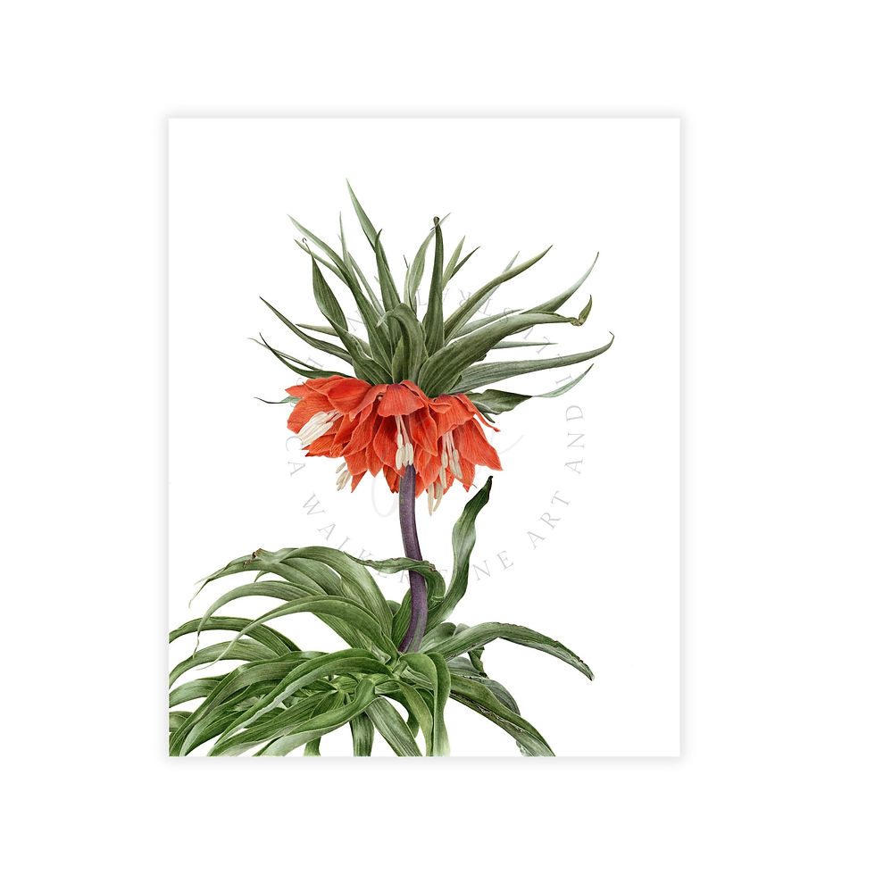 Crown Imperial Lily Original watercolor painting