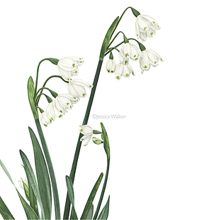 Snowflake flower painted in watercolor