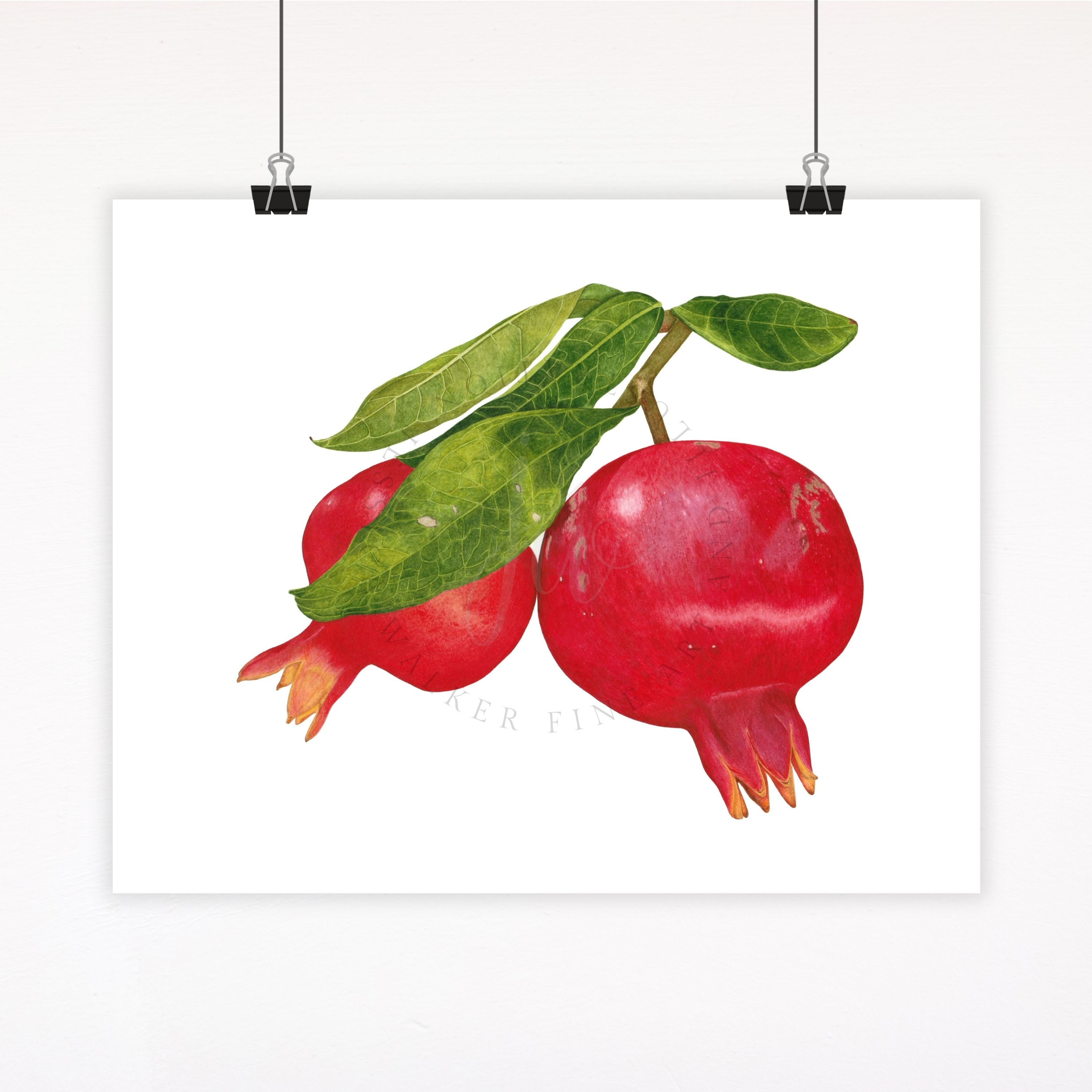 Pomegranate Fine Art Watercolor Print