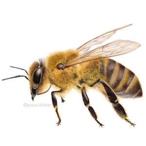 Honey bee drawn in colored pencil