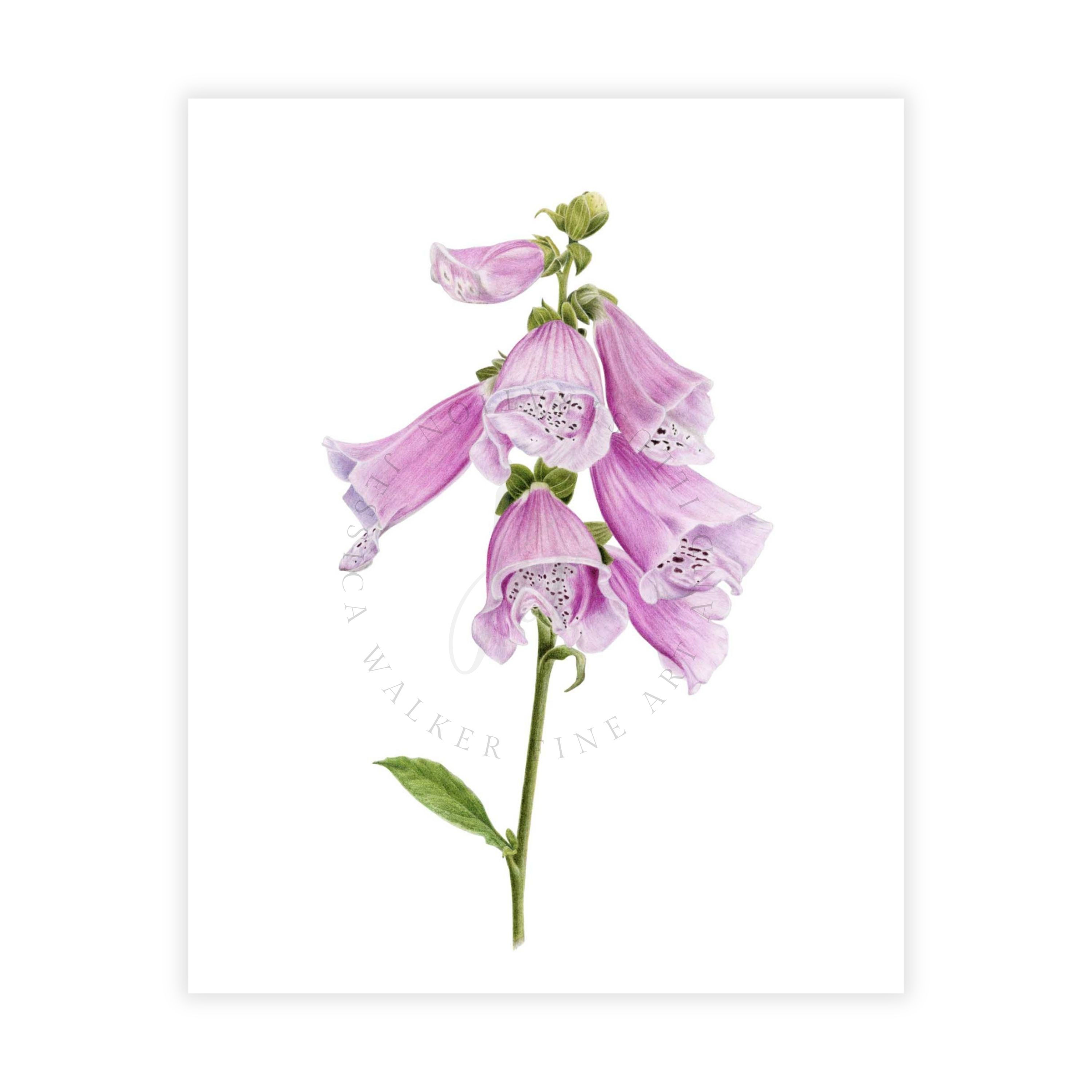 Digitalis - Dalmatian Foxglove – Original Colored Pencil Botanical Painting