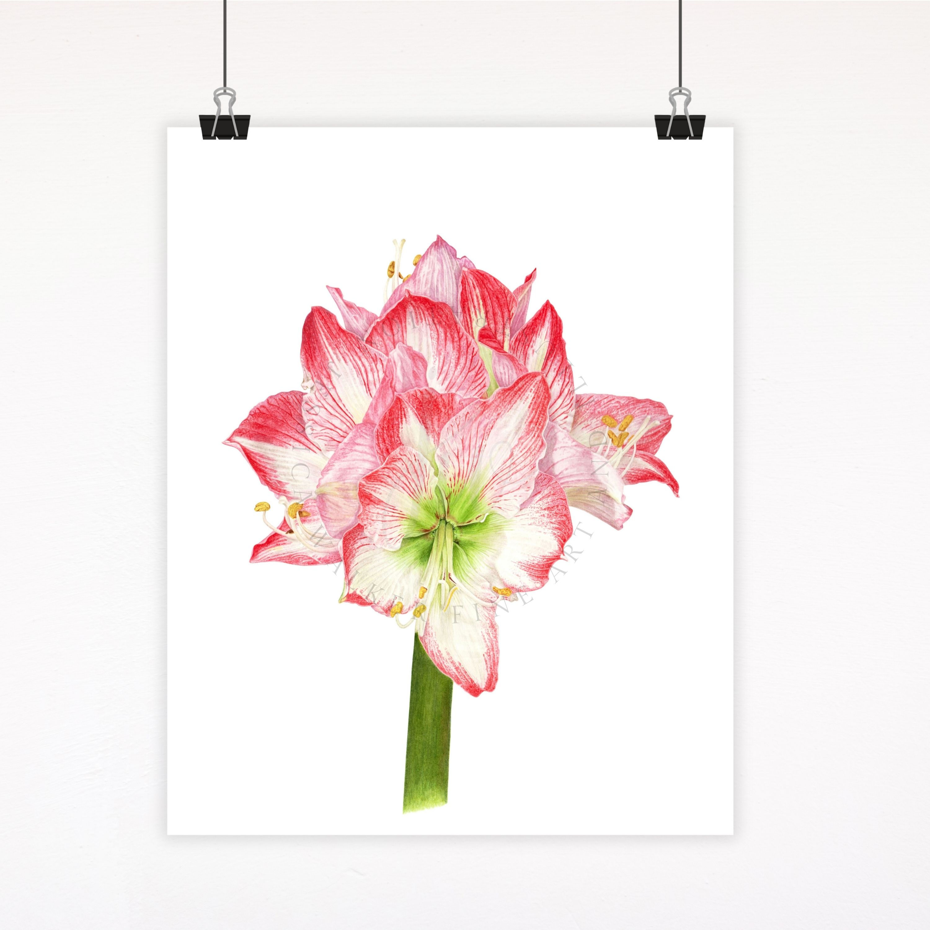 Amaryllis Glee fine art watercolor print