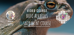 Bufo Alvarius Course: Spiritual Healing & Growth