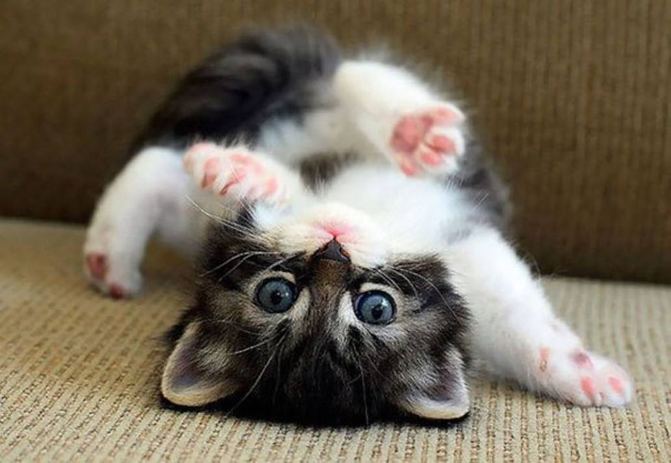 Videos de gatos e rendimento no trabalho o que isso tem em comum???