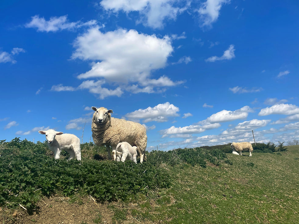 Lambing season in full swing