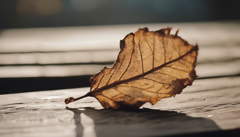 feuille morte sur un support mouillé