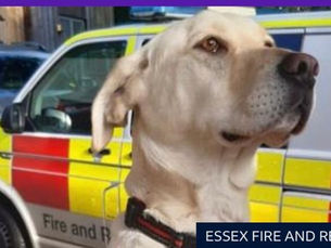 Bailey: O Labrador vira- lata que virou estrela no corpo de bombeiros e resgate na Inglaterra.