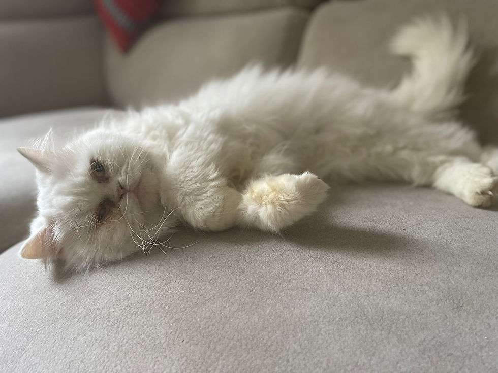 الصورة المصغرة: Caesar