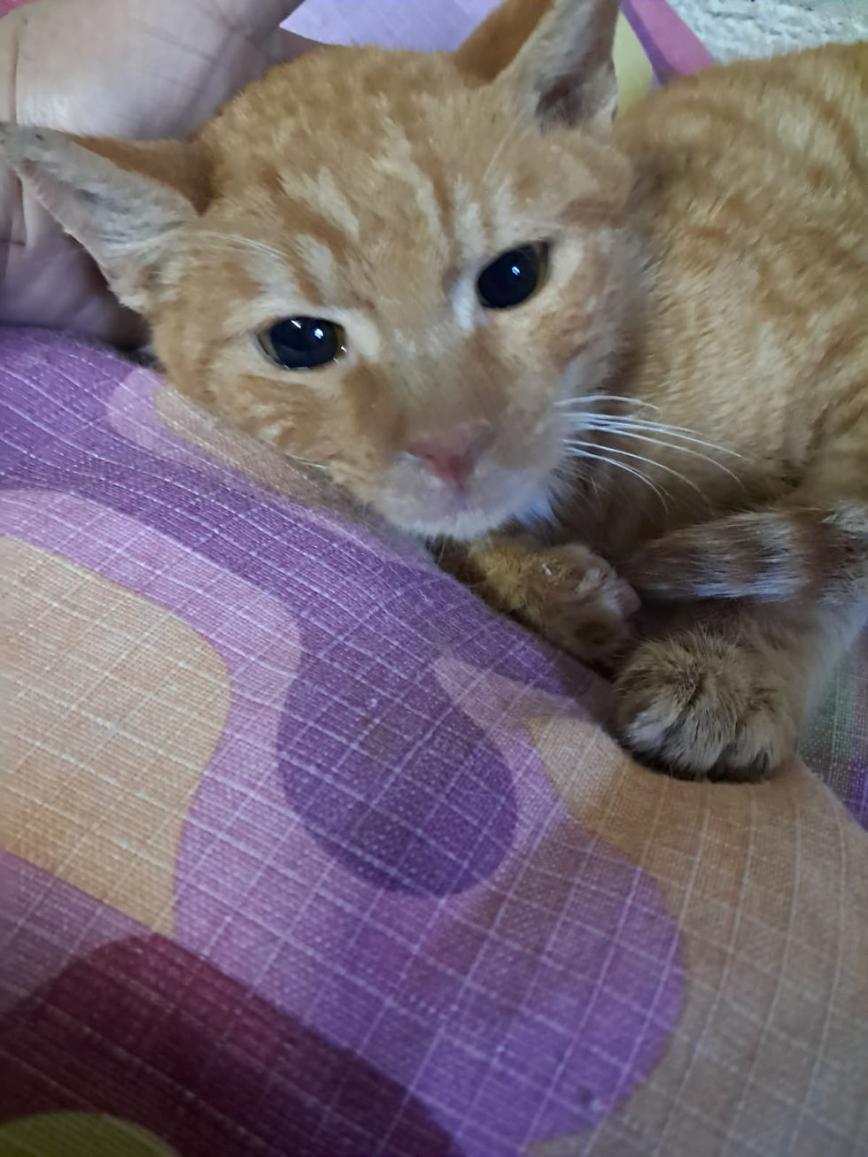 الصورة المصغرة: Nacho